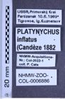 Etiketten zu Platynychus inflatus (Candèze, 1860) (NHMW-ZOO-COL-0006886)